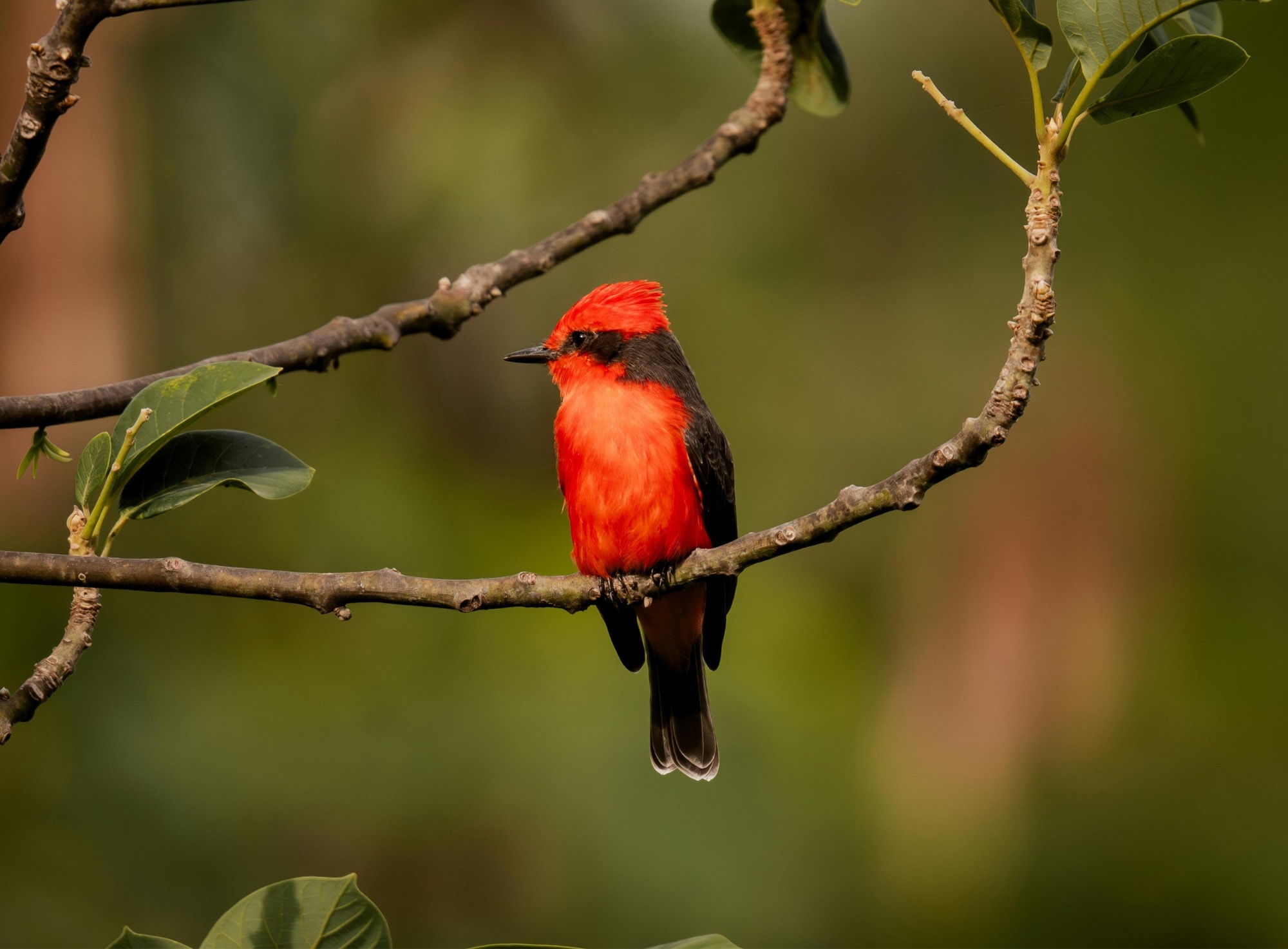 Ave silvestre de colores vivos, típica de la fauna colombiana