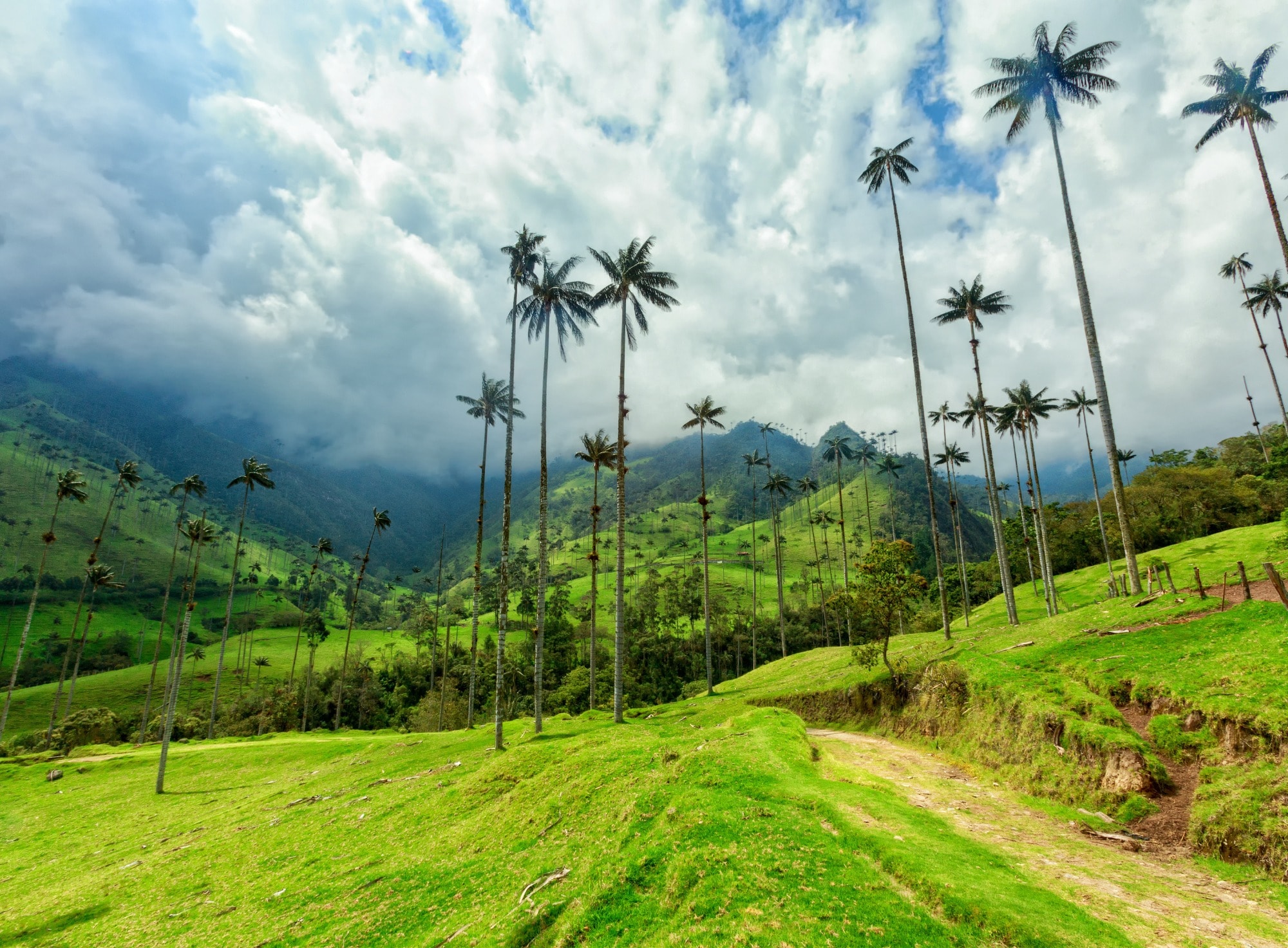 Valle de palmas de cera, paisaje icónico de Colombia